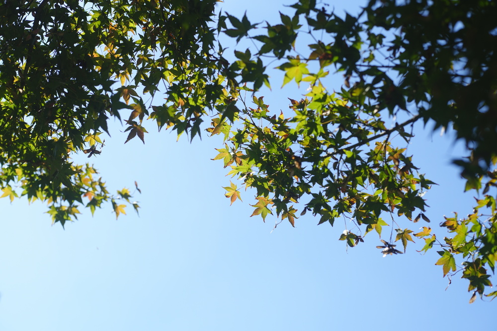 福岡の結婚式、朝の空